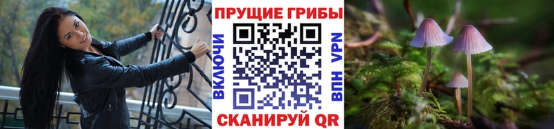 продажа наркотиков  Камбарка  Псилоцибиновые грибы Psilocybe 